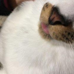 「泥棒ひげが可愛くて」サムネイル3