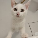 約４カ月　一緒にベッドで眠ります♀サツちゃん