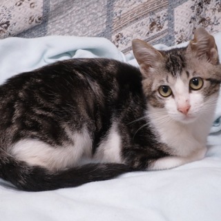 アメショー風タビー柄入り？元気な男の子