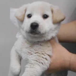 里親様に迎えられました。有難うございました。