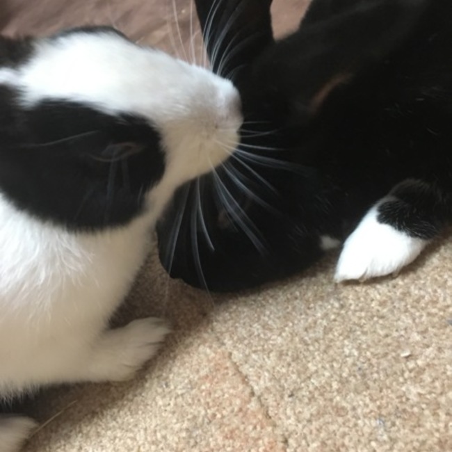 ちよのすけのカバー写真