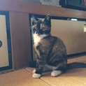 のんびり屋さんのサビ猫ちゃん♪【健康診断済】