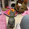 じゃらし待ち