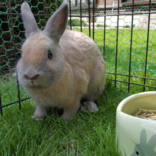 里親様決まりました！