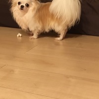 ちー