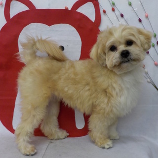 シーズーＭＩＸの多頭飼いからレスキュー