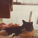 飼い主が高齢のため、里親募集です。
