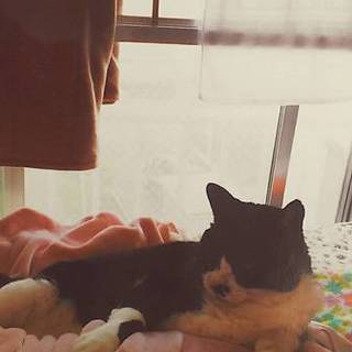 飼い主が高齢のため、里親募集です。