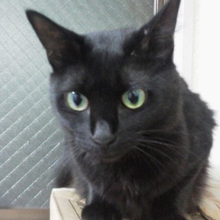 フワフワ半長毛。甘えたで小柄なリリちゃん