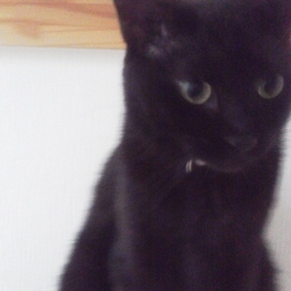 虐待された過去？愛情を注いで可愛がって…。リキくん