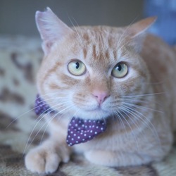 ＊子猫里親会＊一時預かりボランティアさん募集説明会