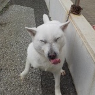 いつも笑顔の糀（こうじ）ちゃんです