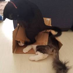 「ジジ 2ヶ月 27日」サムネイル2