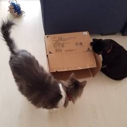 「ジジ 2ヶ月 27日」サムネイル3