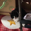 野良猫の子に理解ある方「くま」 