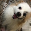 ポメパピ中型犬の元気な女の子エルちゃんです
