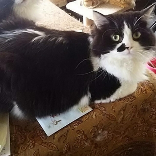 ペルシャとメイクーンハーフの男の子