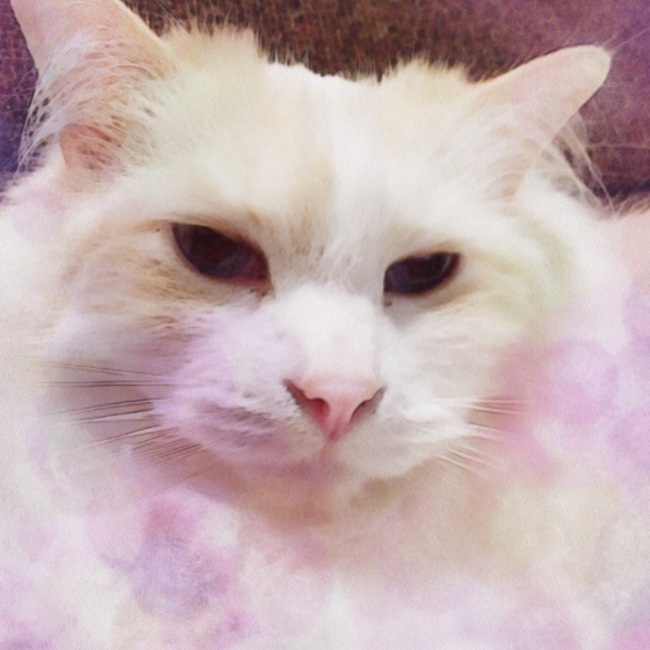 kyoropike3682のカバー写真