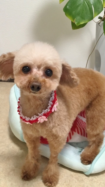 捨てられていた小柄なトイプー 奈良県 犬の里親募集 ペットのおうち 月間利用者150万人