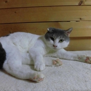 人が大好きで、特に膝の上が大好きです。