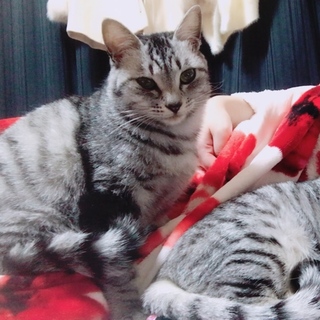 黒猫二匹