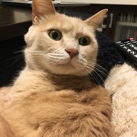 ハンサム