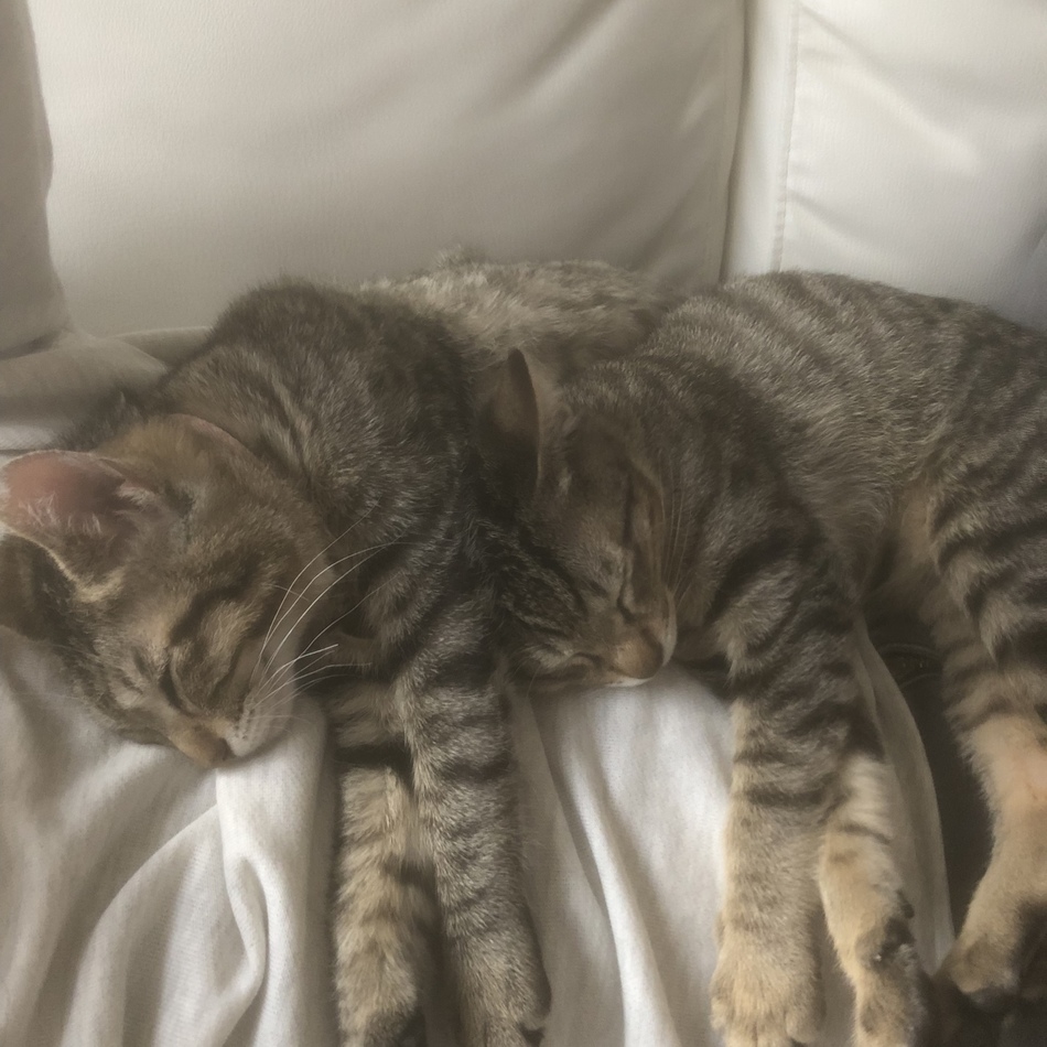茜、秋生改 レイちゃんとレオ君のカバー写真