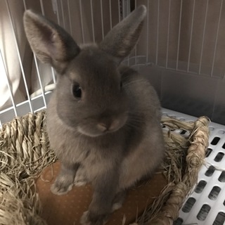 ネザーランド 3ヶ月***