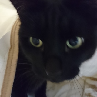 この子にも幸せに……。抱っこ大好き甘えたトラくん