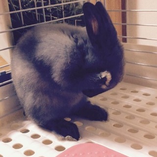 ウサギ里親募集(1歳)
