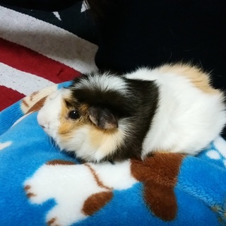 モルモット　男の子　巻き毛