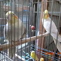 オカメのオス・メス、セキセイインコ