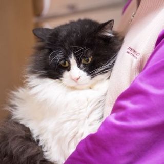 甘えん坊の長毛くん