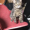 キジ仔猫少し長毛