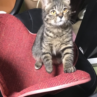 キジ仔猫少し長毛