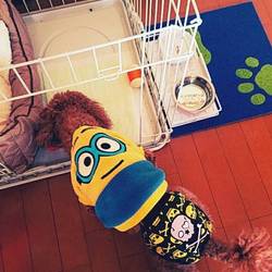 kikiしゃまに弟ができました。