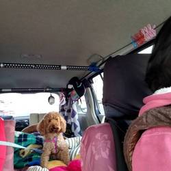 「kikiしゃまに弟ができました。」サムネイル2