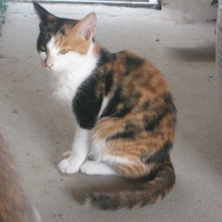 のらちゃんに至急温もりの幸せを