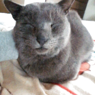 ロシアンブルー系ミックス躾のできた甘えん坊