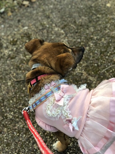 保護犬しらすももちゃん改 繋 倉敷市保健所犬ボランティア のペットログ ペットのおうち 月間利用者150万人
