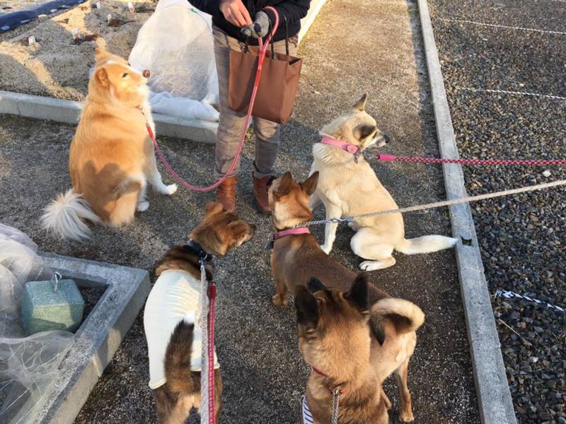 保護犬しらすももちゃん改 繋 倉敷市保健所犬ボランティア のペットログ ペットのおうち 月間利用者150万人