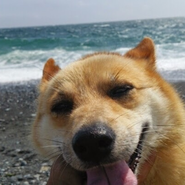 find true happiness保護犬猫の幸せ探しのカバー写真