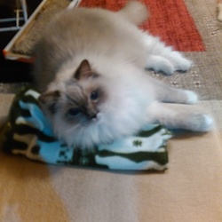 アンディって賢い