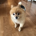 とても人懐っこい甘えん坊です