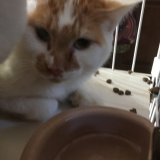 茶白・チャー君・8ヶ月