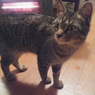 シュッとしたイケメン⭐きじ猫の甘えん坊