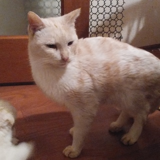 珍しい(ﾍﾞｰｼﾞｭ)毛色の甘えた日本猫