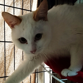 穏やかでのんびりやな男の子