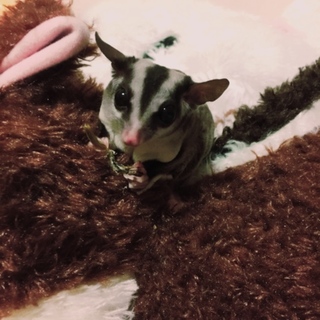 フクロモモンガ 4匹 一緒に含めて！