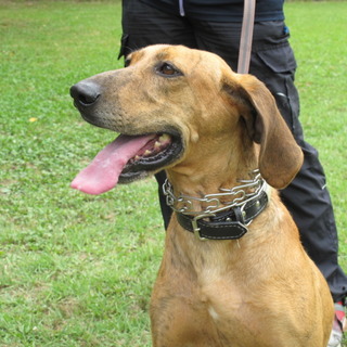 プロットハウンド♂2～3歳